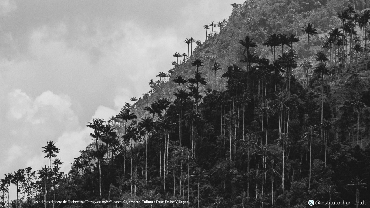 Las palmas de cera de Tochecito (Ceroxylon quindiuense). Cajamarca, Tolima. No hay otro lugar en el mundo que cuente con tanta riqueza en palmas como Colombia. Con más de 259 especies identificadas, es el país con mayor diversidad de palmas en el planeta, de las cuales el 23 % son endémicas. La población más abundante de esta palma está en la cuenca del río Tochecito, entre Cajamarca y Salento (Tolima y Quindío), donde sobreviven cerca de 600.000 individuos en 4.500 hectáreas.