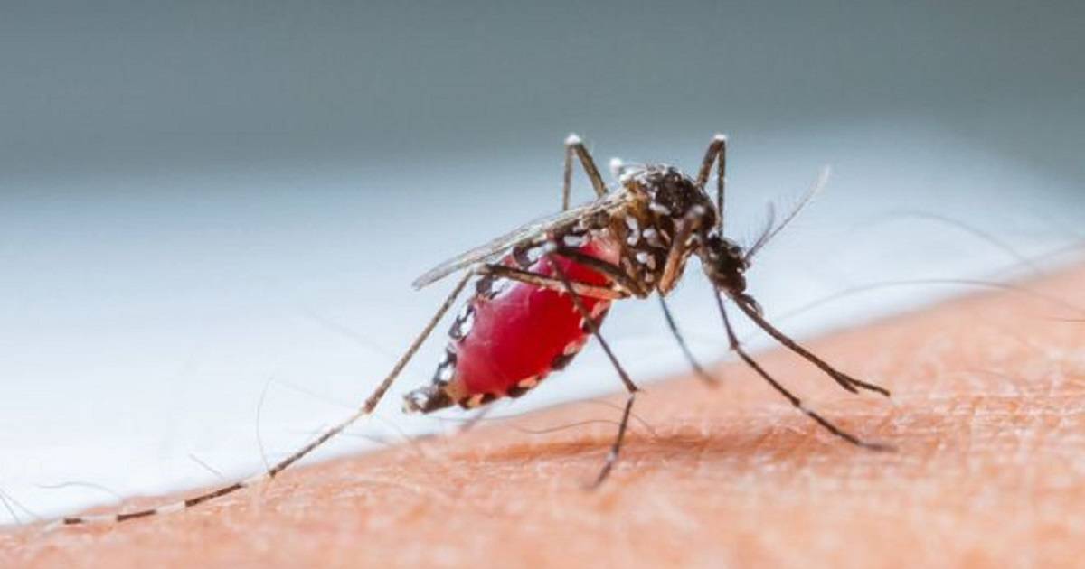 OMS identifica los países que podrían eliminar la malaria para 2025. ¿Está  Colombia?