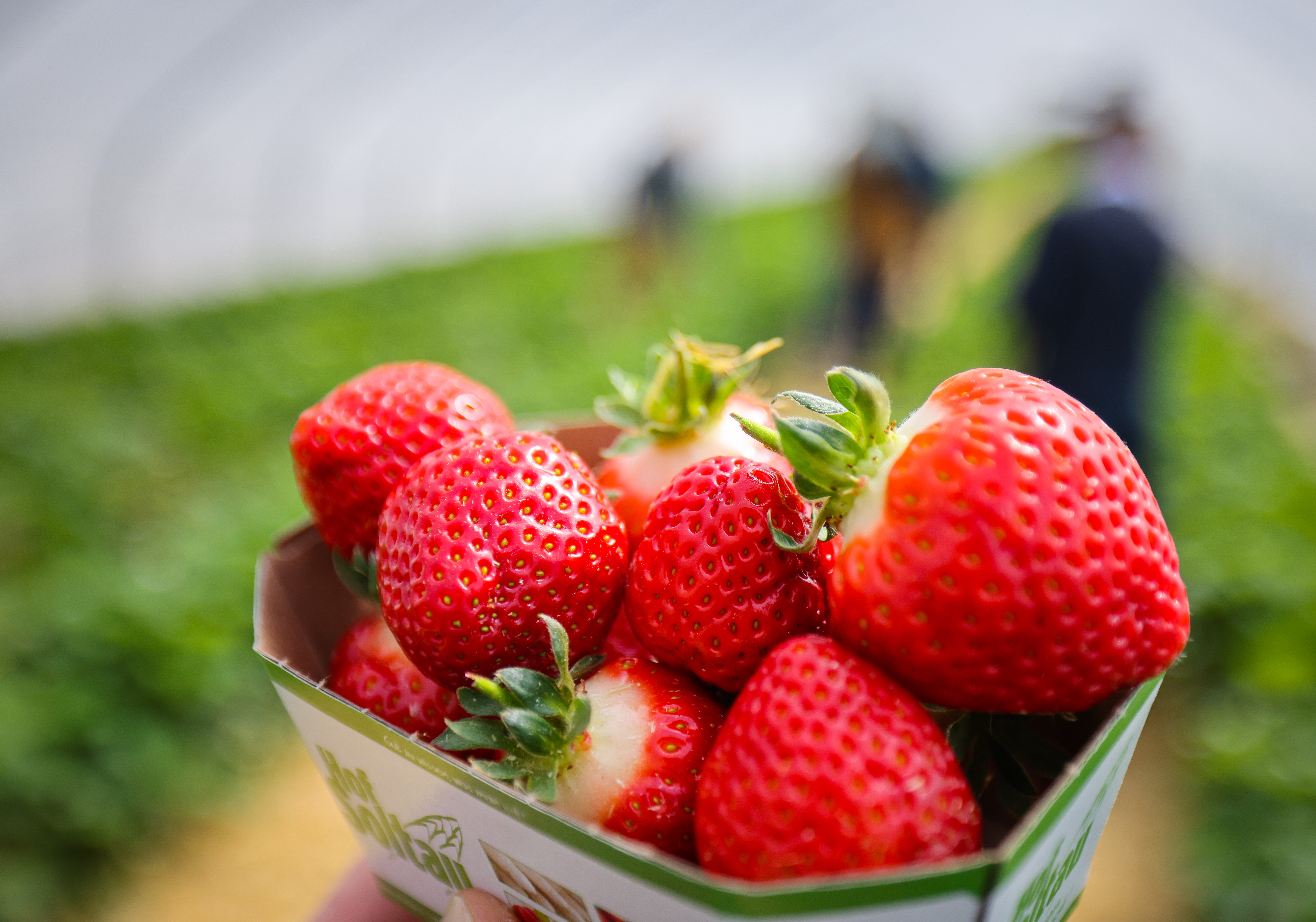 Cuáles son las propiedades de los frutos rojos? - Saber vivir