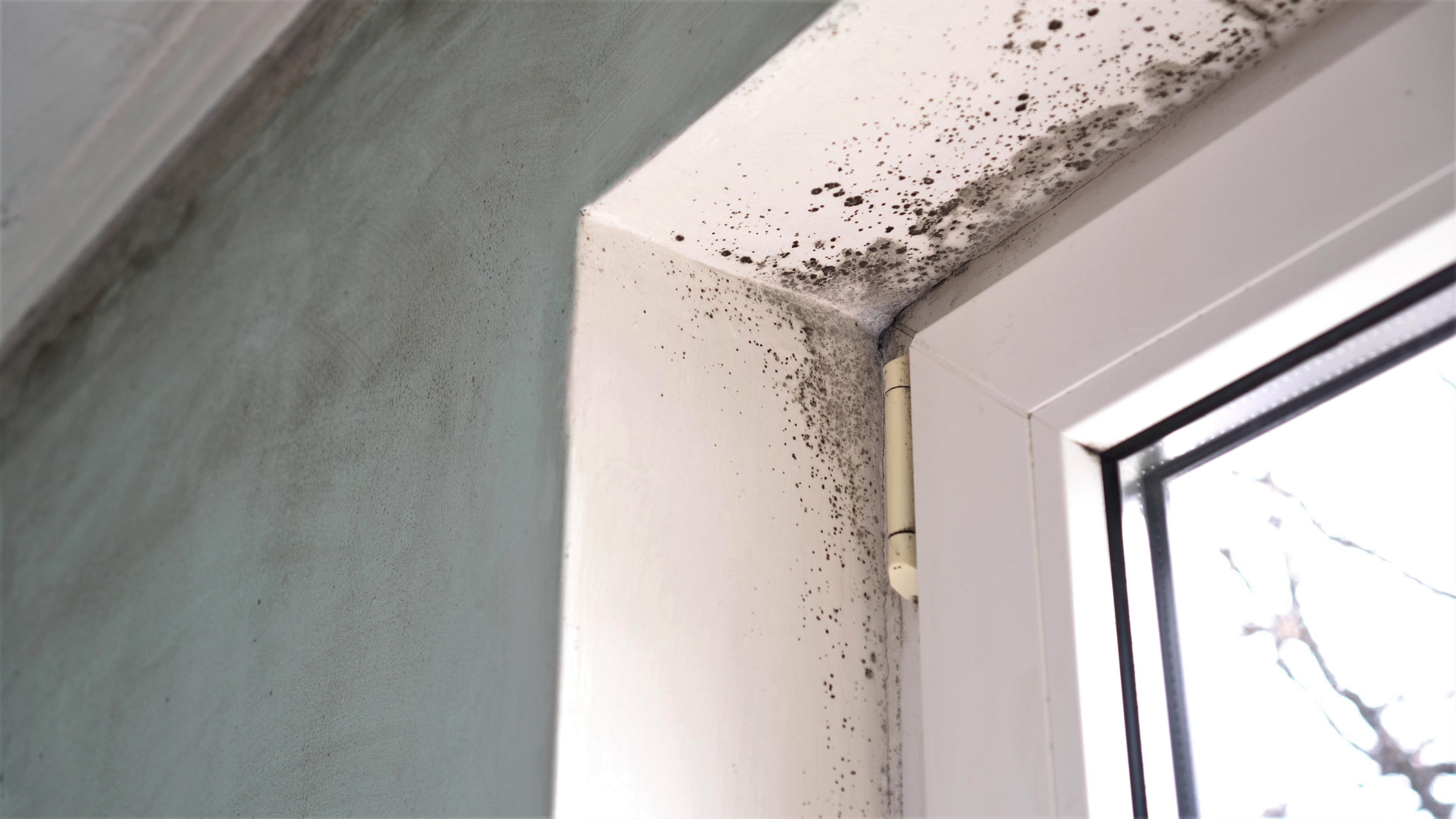 Cómo quitar el moho de las paredes - Químicas Novelda