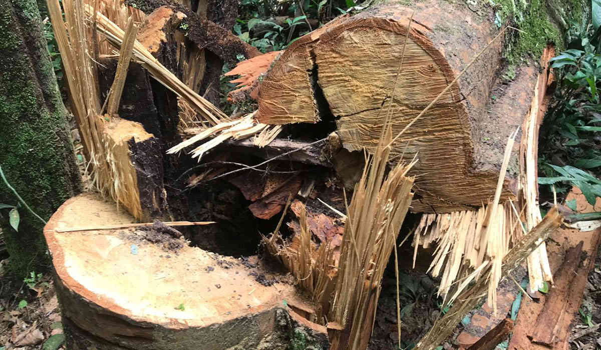 La deforestación en áreas protegidas ha hecho que la supervivencia de las especies en el país esté por debajo del promedio. Foto: Ejército Nacional.  