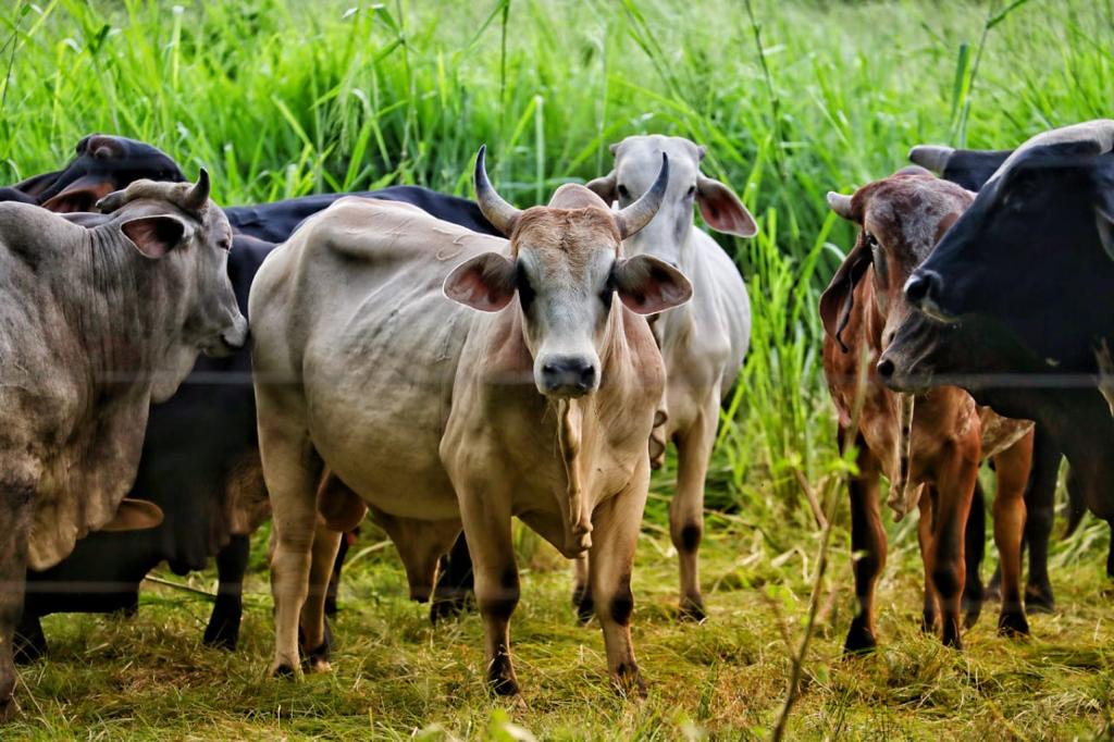 Los ganaderos colombianos esperan que en el corto plazo se abra el mercado de China.