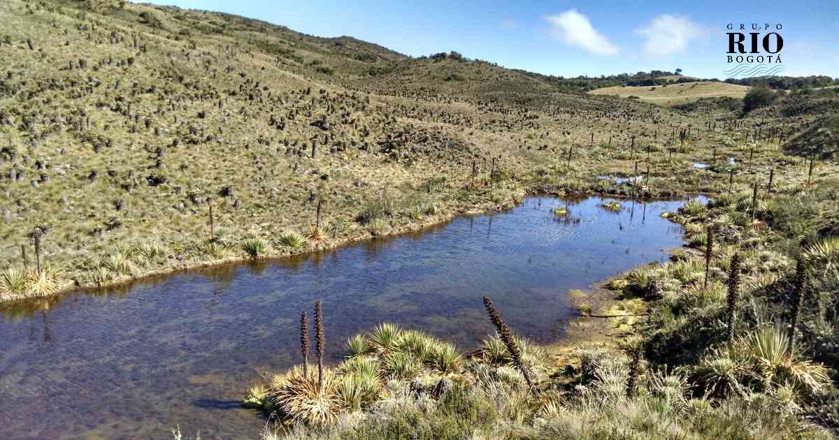 Tan solo 10 kilómetros del río Bogotá, después de su nacimiento en en páramo de Guacheneque, tienen aguas cristalinas. Foto: Jhon Barros.