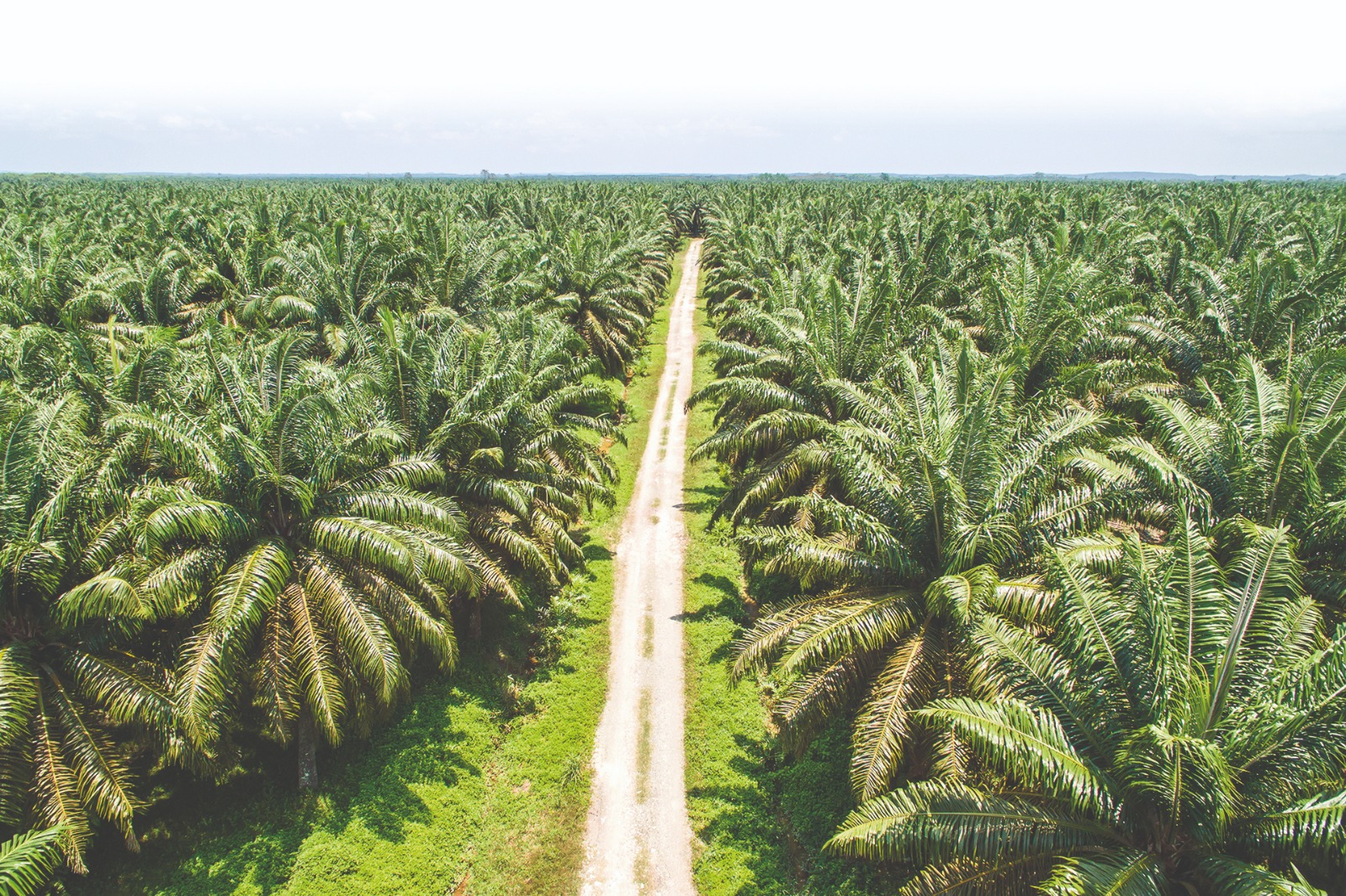 El evento busca ampliar el debate sobre el aporte del sector en la transición energética que busca el país
