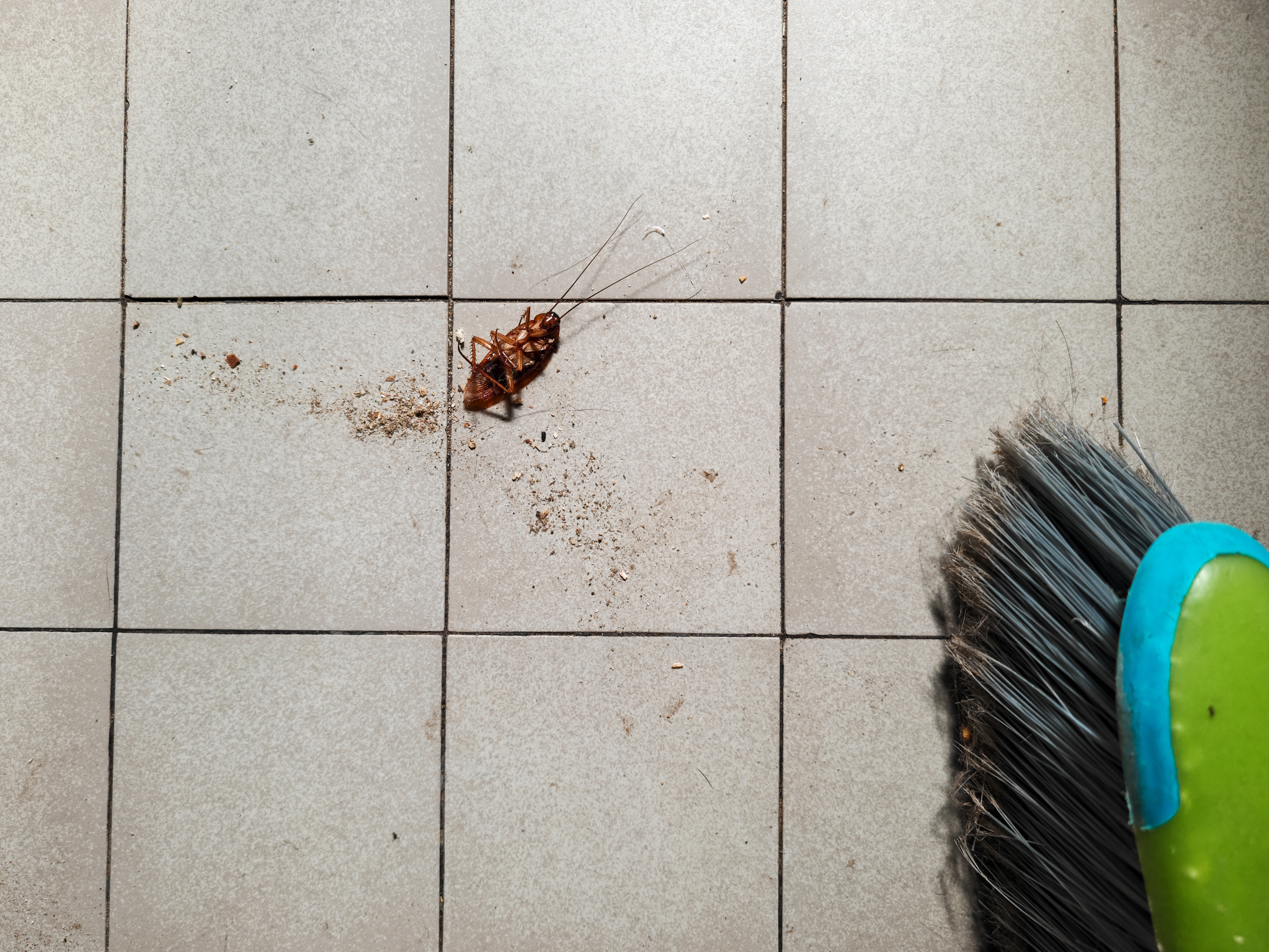 Dead cockroach upside down on the kitchen floor next to a broom. Pest control