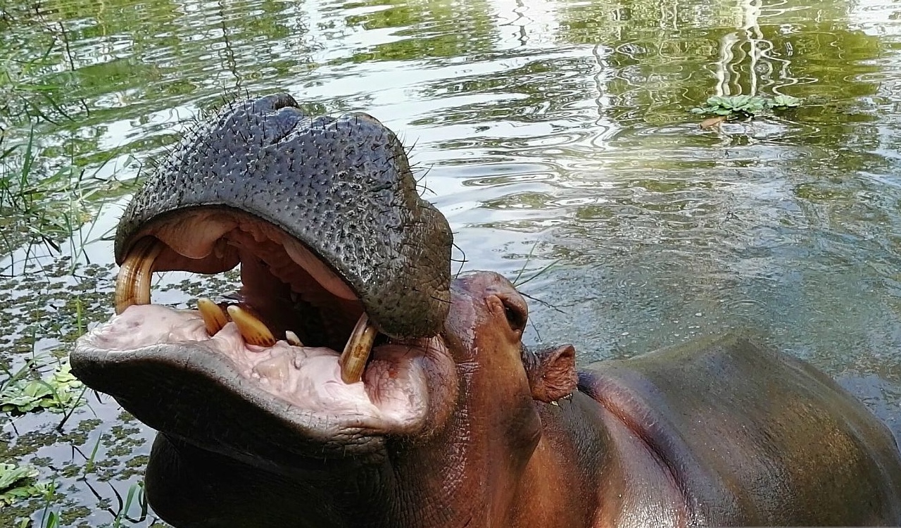 La especie se está reproduciendo y causando daños ambientales en la zona donde se encuentran