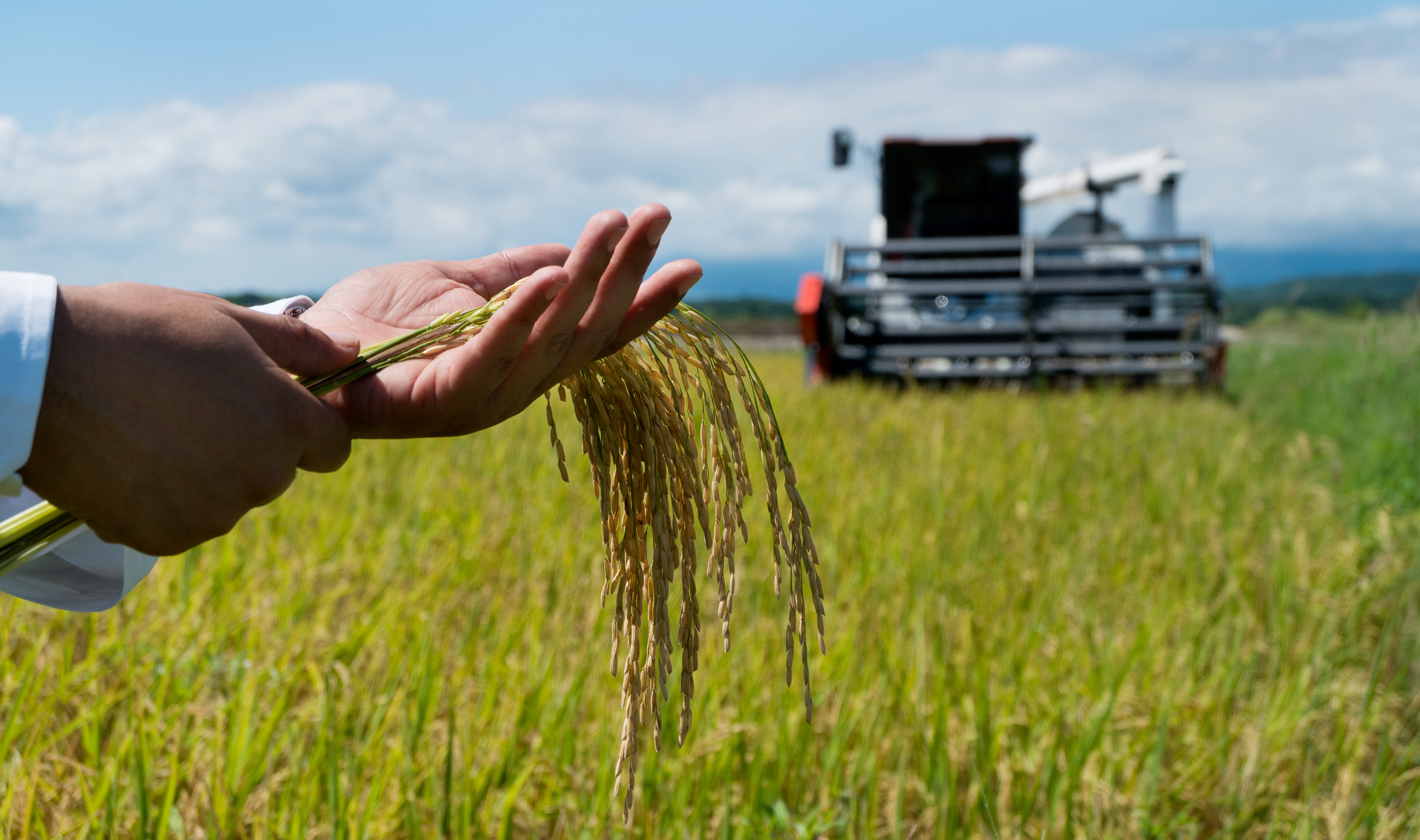 Espiga de arroz en la mano del agricultor durante la cosecha con la cosechadora en el fondo