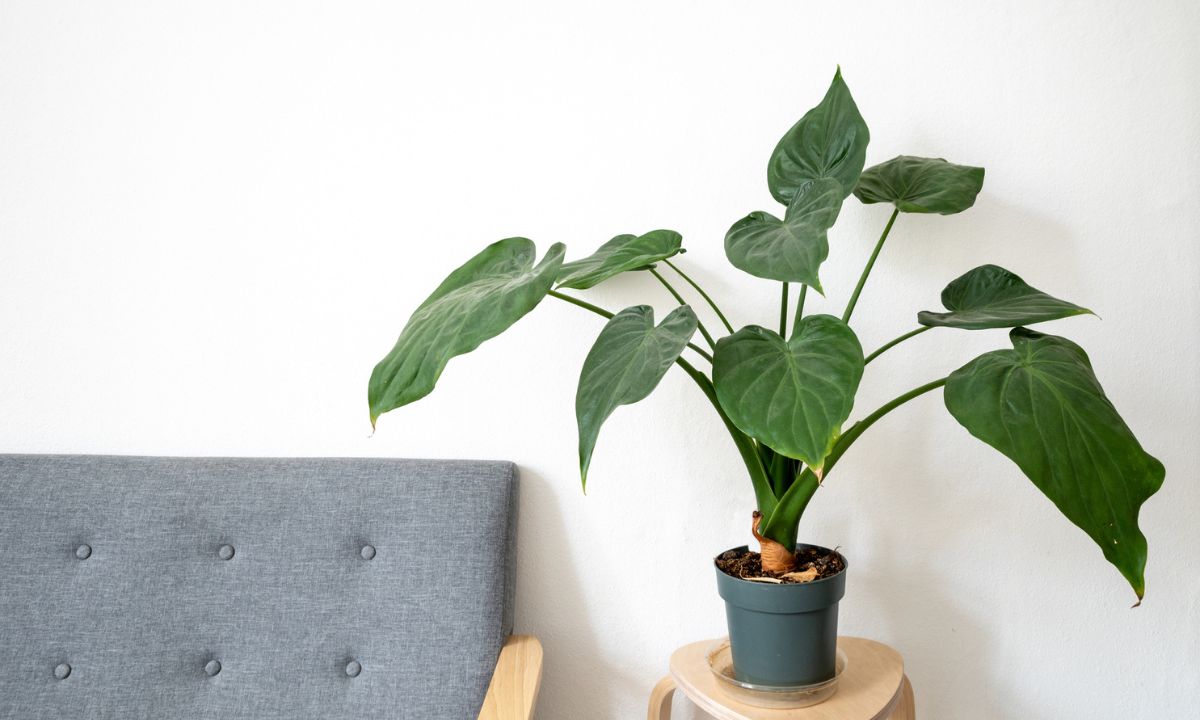 Propiedades del filodendro.