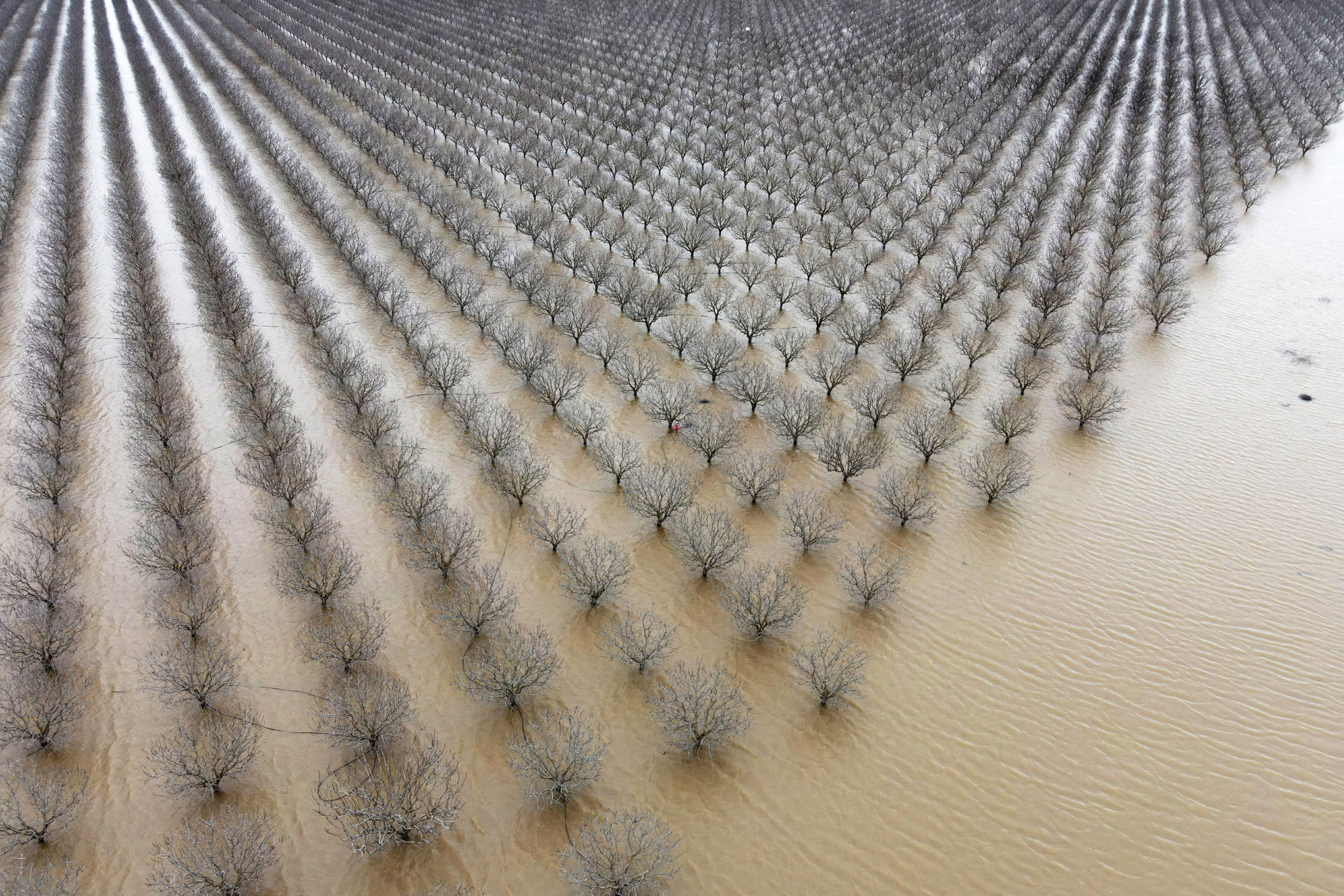 Los huertos se sientan en las aguas de inundación del río Tule inundan el área después de días de fuertes lluvias en Corcoran, California, EE. UU., 21 de marzo de 2023. 