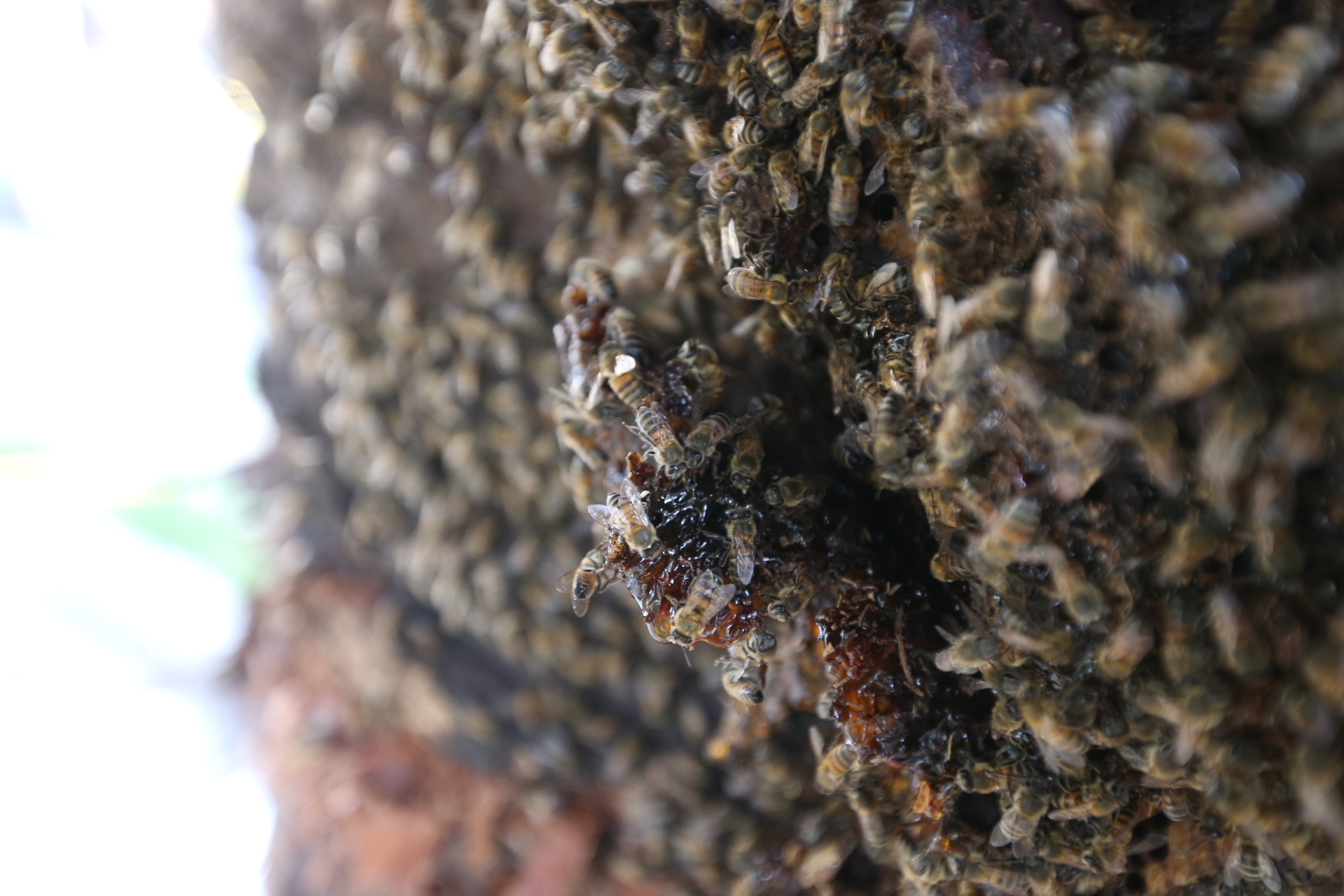 Abejas en Medellín.