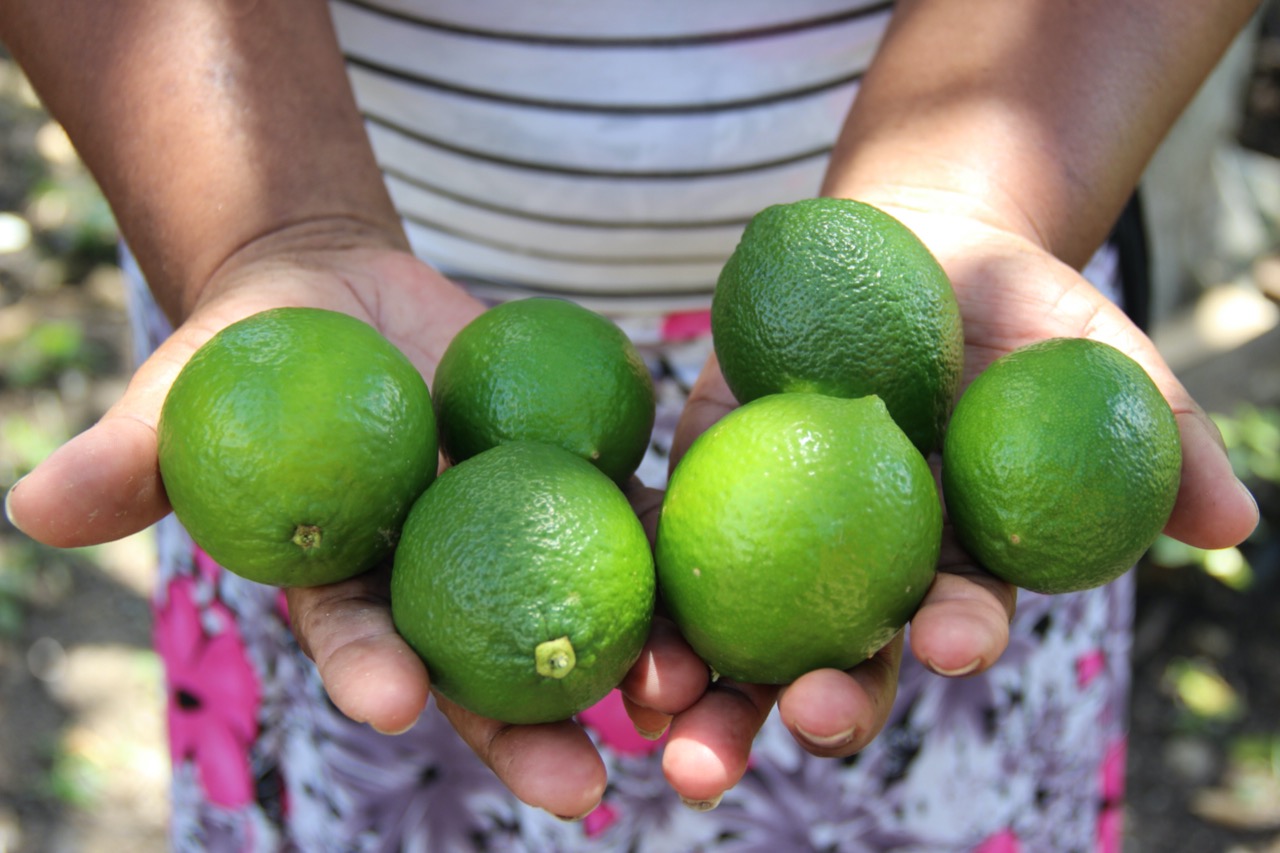 Campesinos productores de lima ácida en Nariño Foto: Prensa Fondo Europeo para la Paz