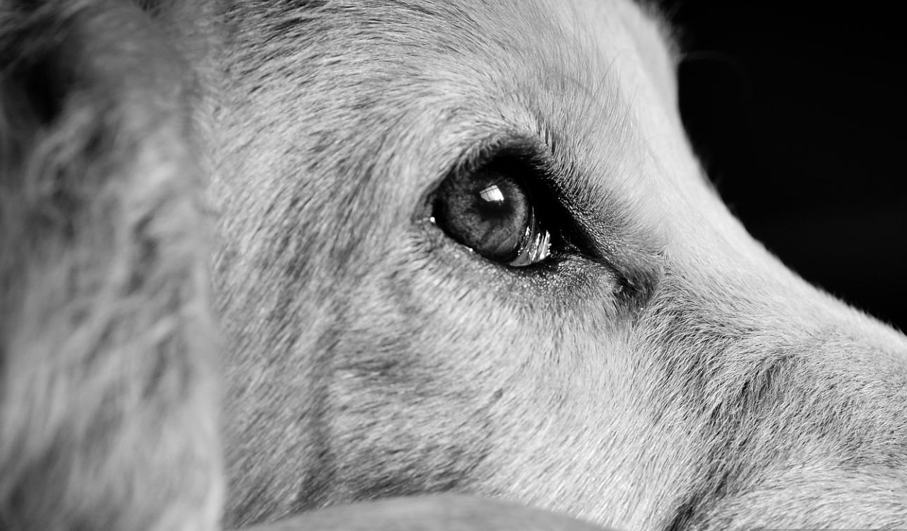 Un posible caso de maltrato animal se registró en el centro comercial Andino de Bogotá