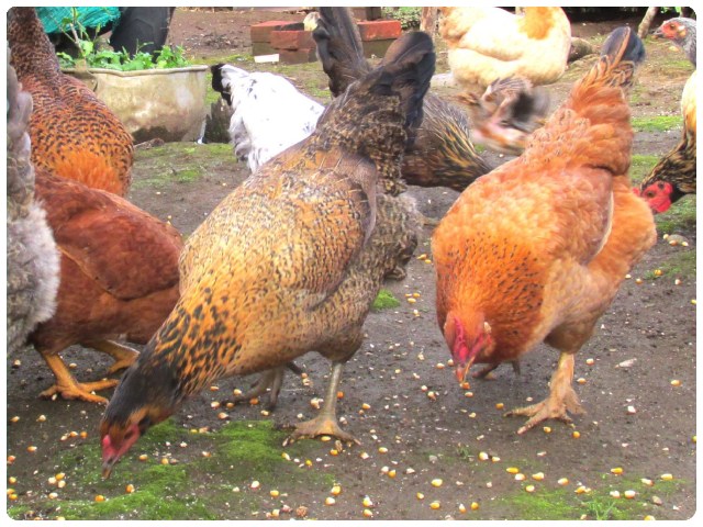 En Colombia el ICA tiene identificados 12 focos de gripe aviar.