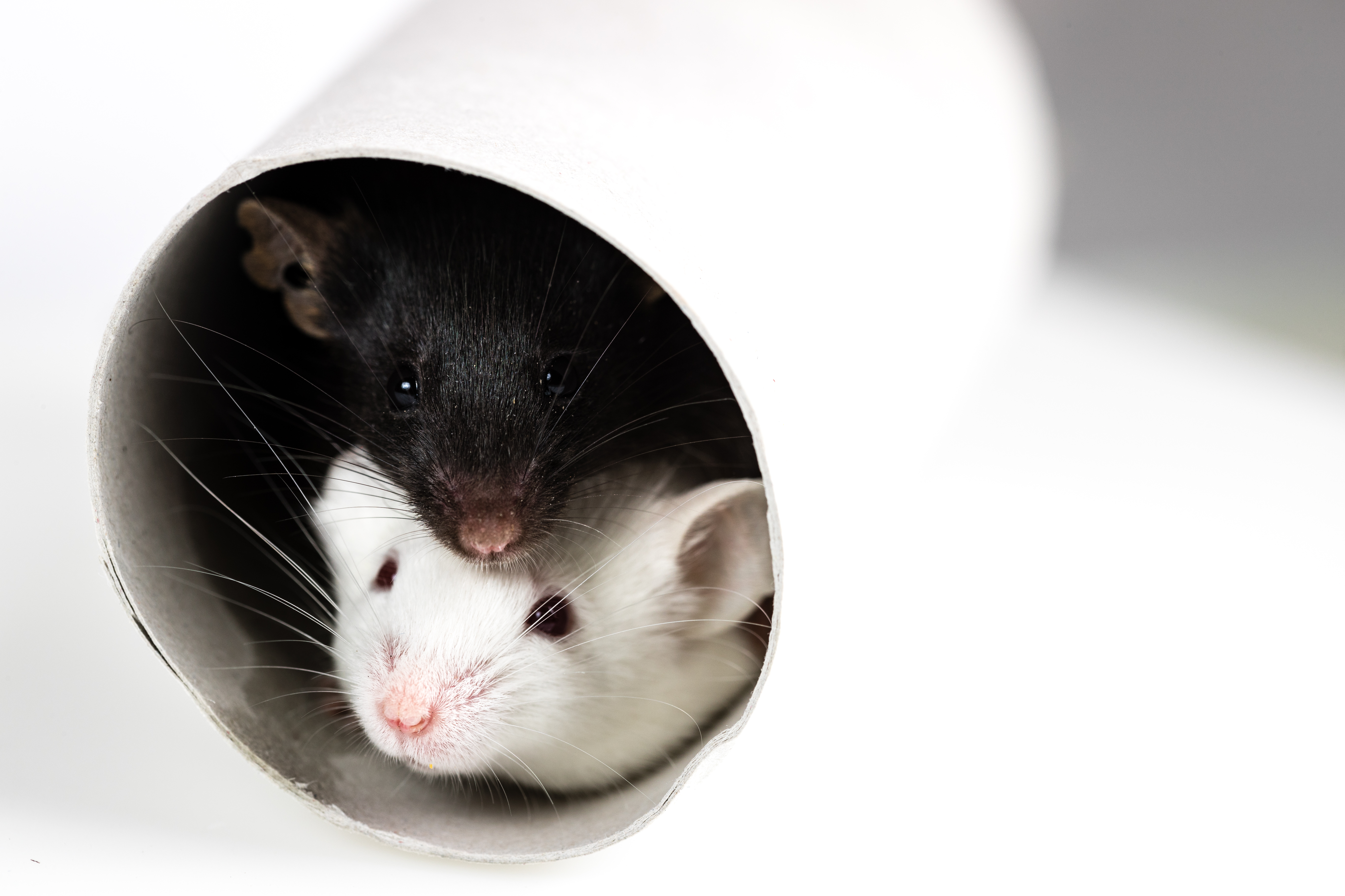 El trucazo para eliminar a ratas y ratones de tu casa con un solo  ingrediente de cocina – Enséñame de Ciencia