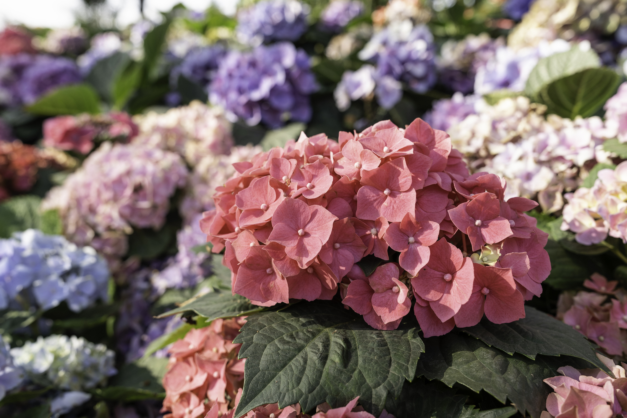 Las hortensias son de las flores más atractivas para tener en el hogar.