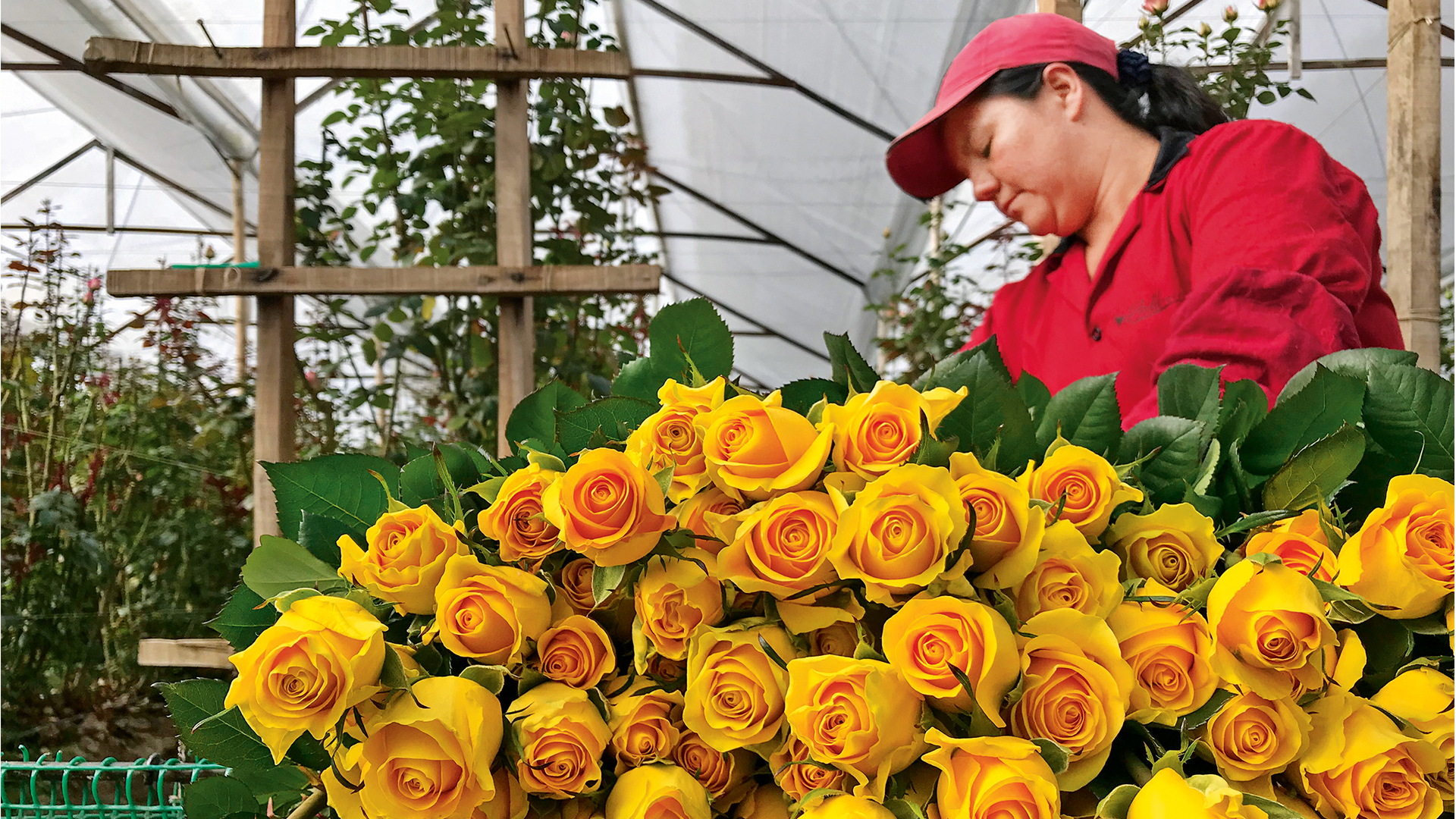 Flores colombianas ya empiezan a llegar a los mercados internacionales por  motivo de San Valentín