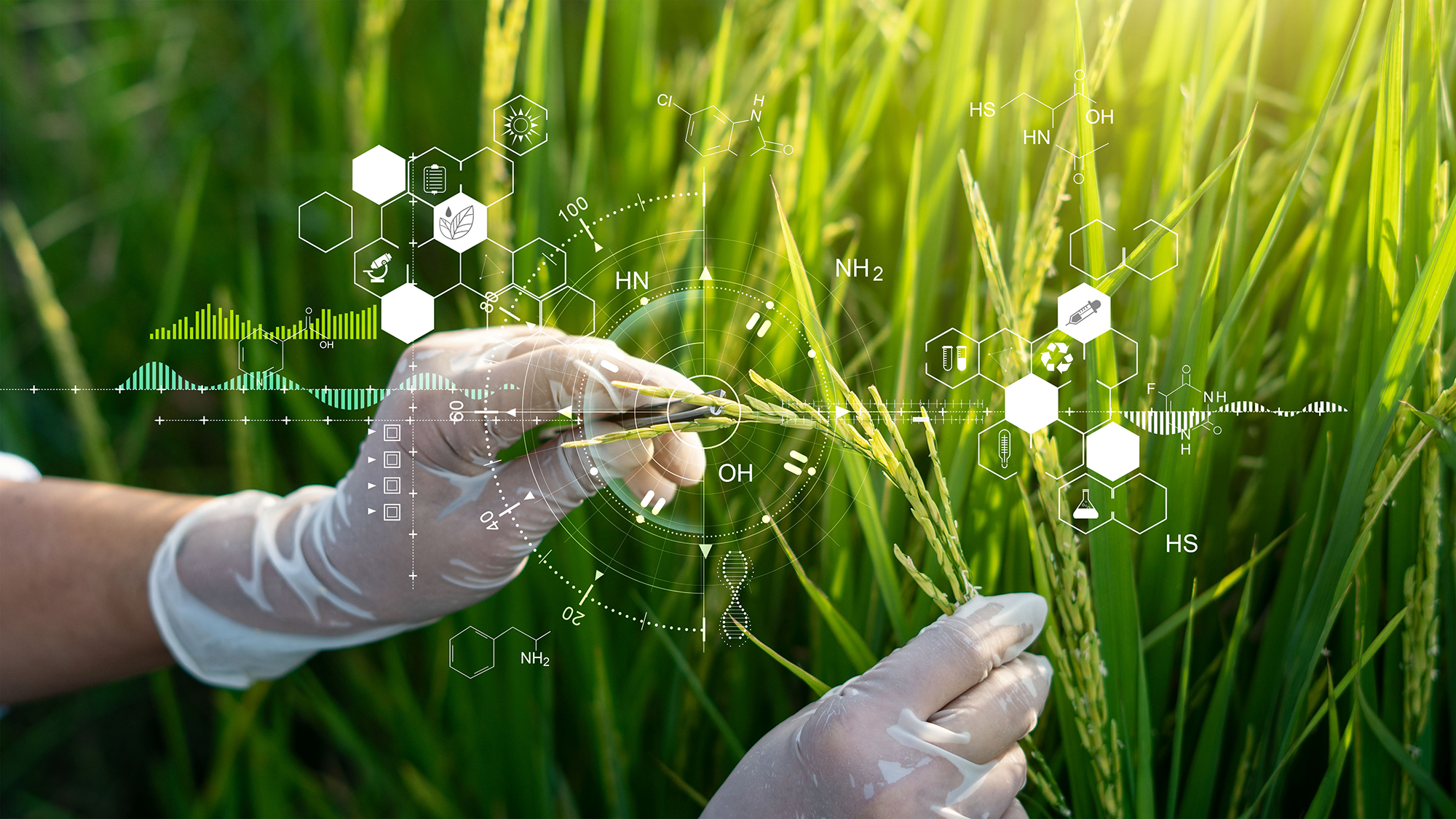 Ciencia de la investigación de plantas, ADN cromosómico y genética, Desarrollo de variedades de arroz, Investigación científica y experimentos genéticos de arroz con datos de registro en los campos.