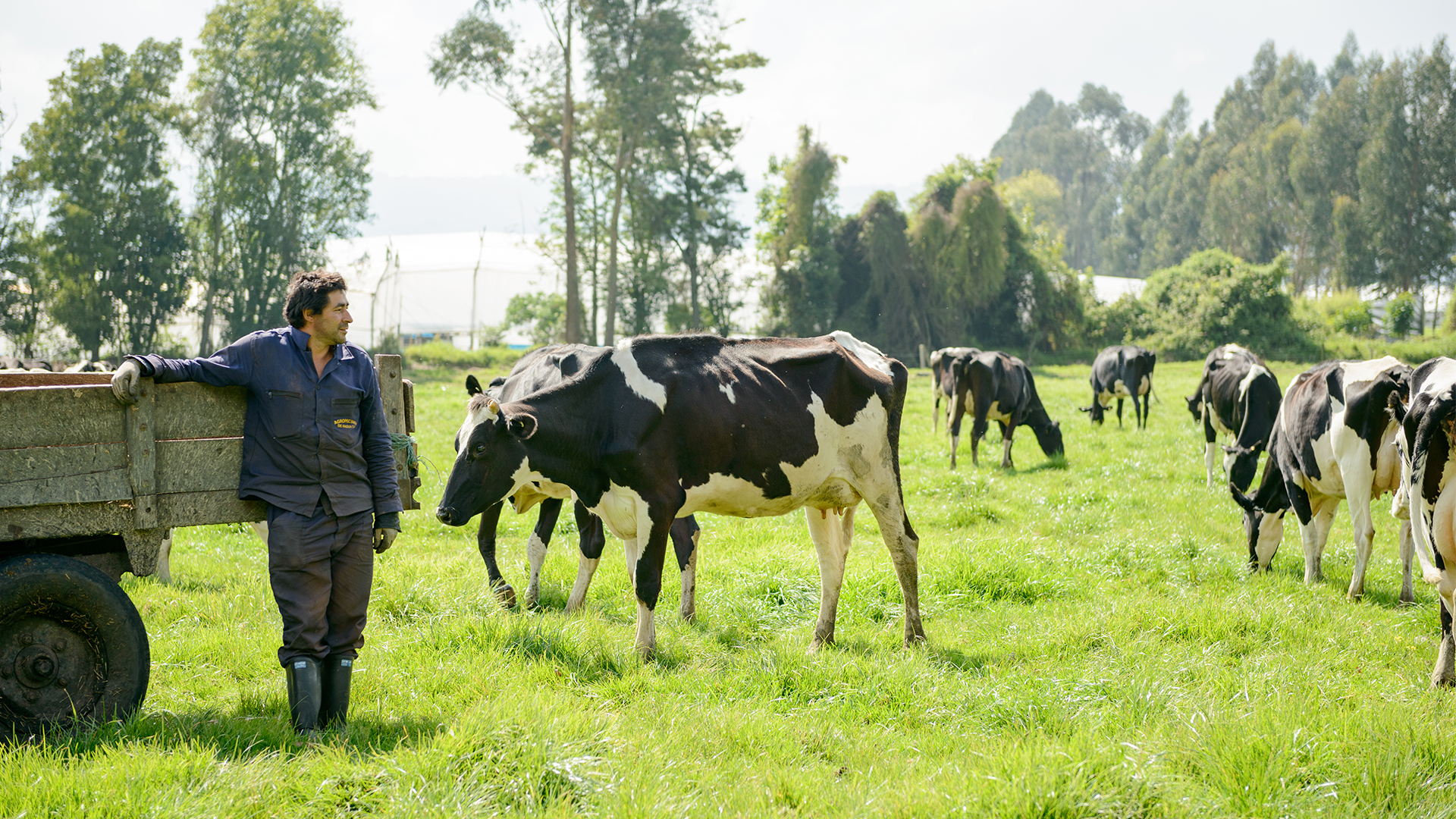 Con programas como la Vaca madrina la empresa trabaja para que el ciento por ciento de la leche provenga de la ganadería sostenible.