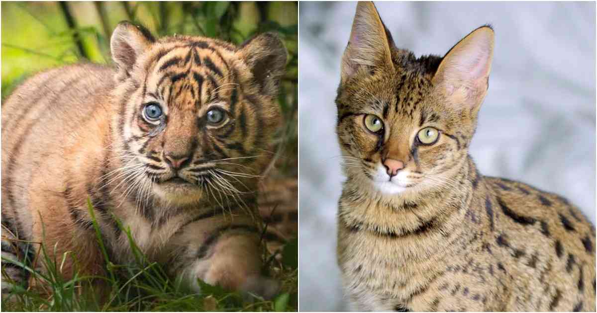 El gato tigre (Leopardus wiedii)