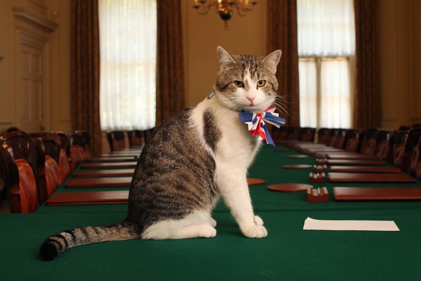 Larry  - Larry, el gato de David Cameron