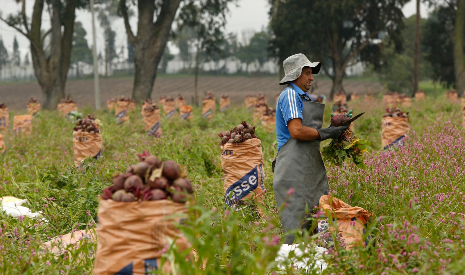 El apoyo a la agricultura será clave para la recuperación de la economía y la generación de empleo en las regiones.