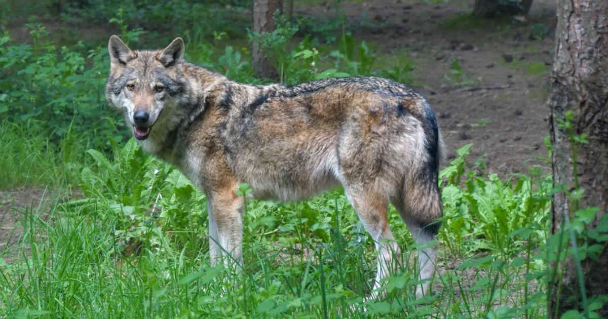 Coronavirus en el mundo: fue avistado un lobo gris en el norte de Francia