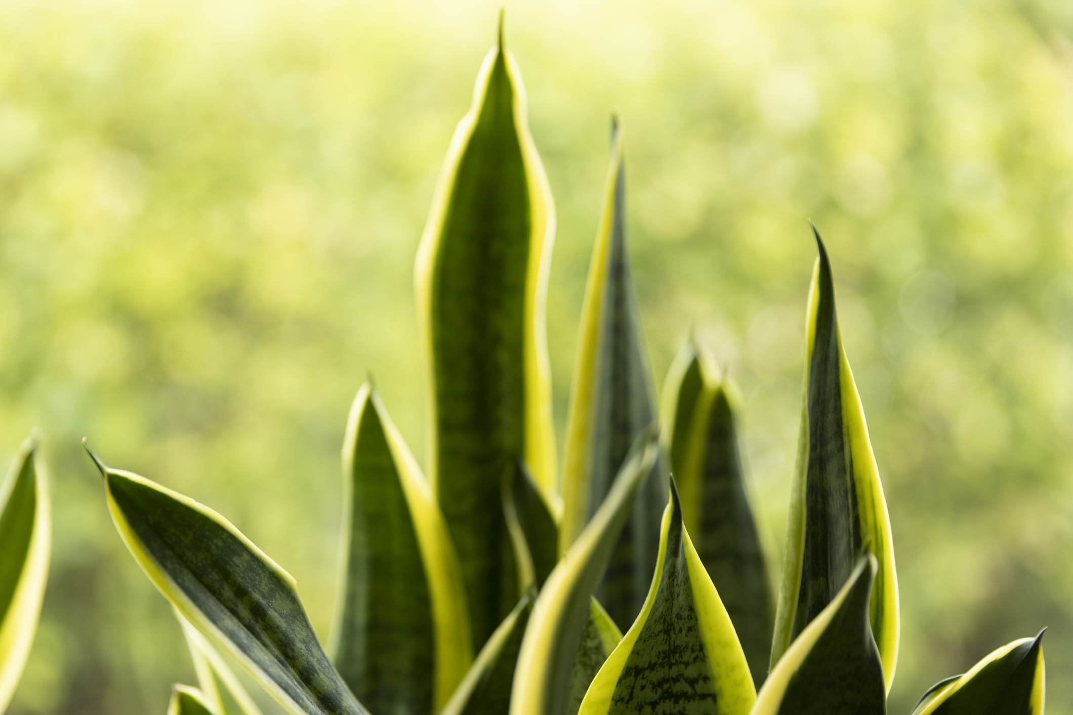 La lengua de suegra es una planta que se relaciona con buena suerte.