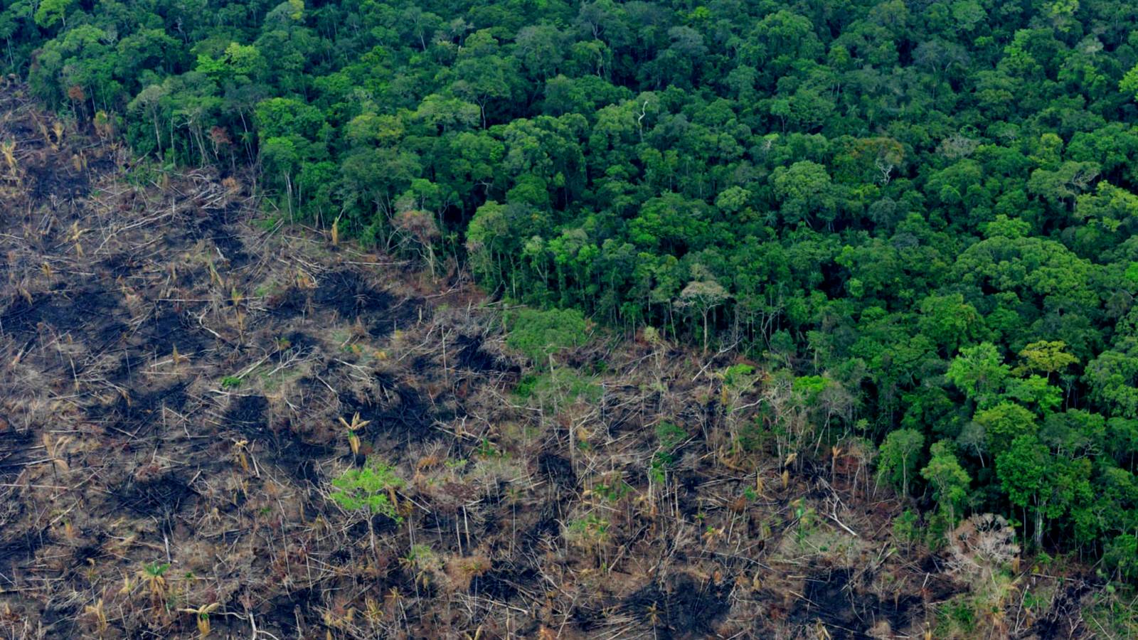 San Vicente del Caguán fue el municipio más deforestación del país en 2017.