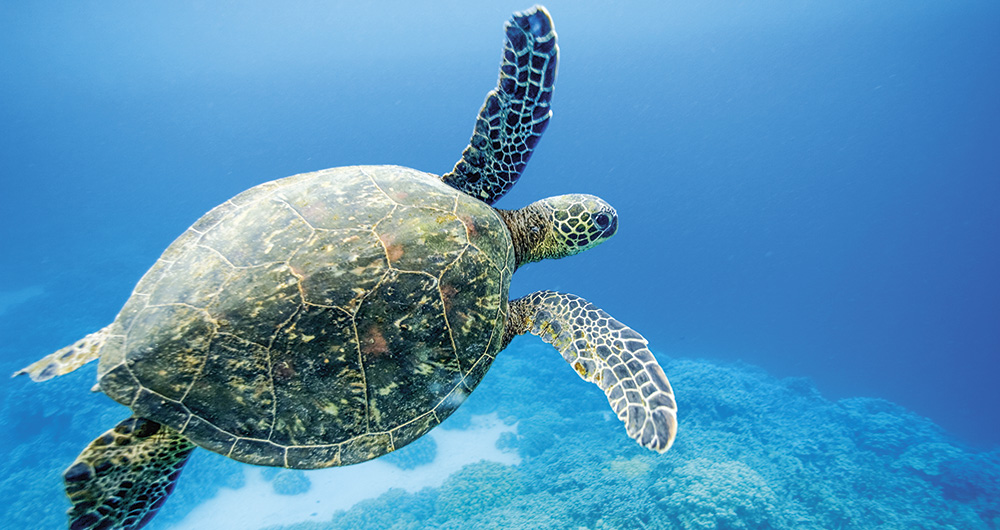 La tortuga de Rapa Nui es símbolo sagrado de paciencia.