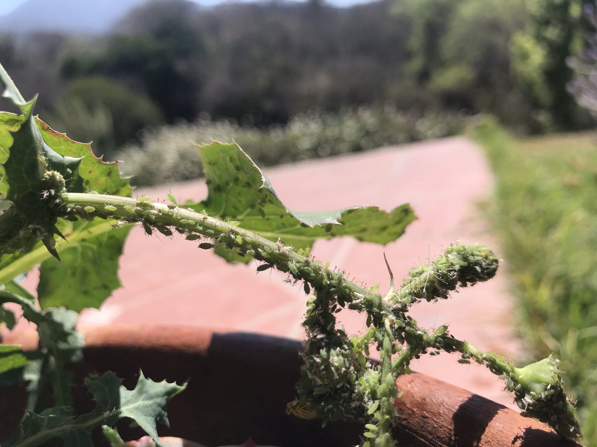 Cómo ahuyentar gatos de las plantas? Remedios y soluciones efectivas -  Empresa 