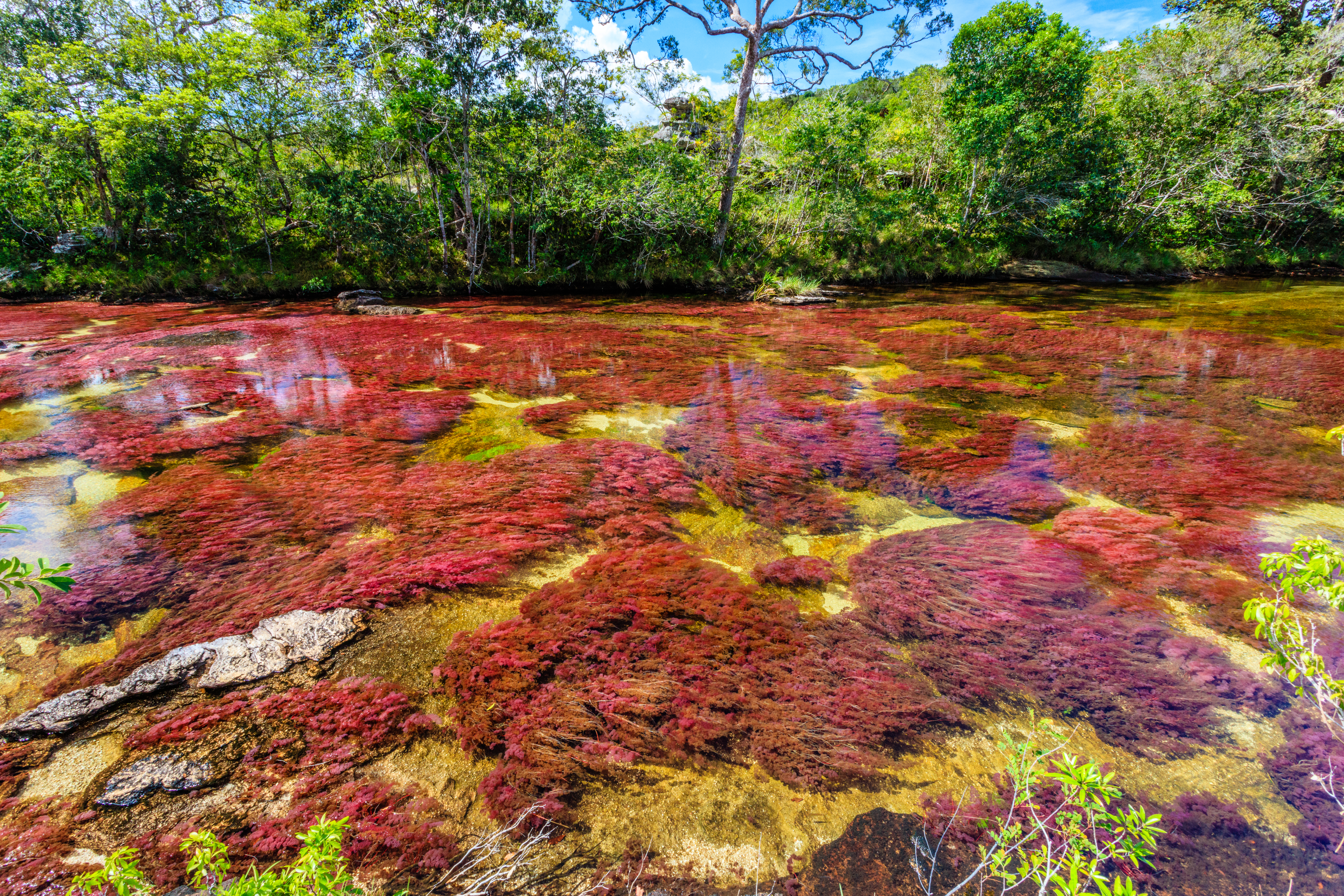 Caño Cristales