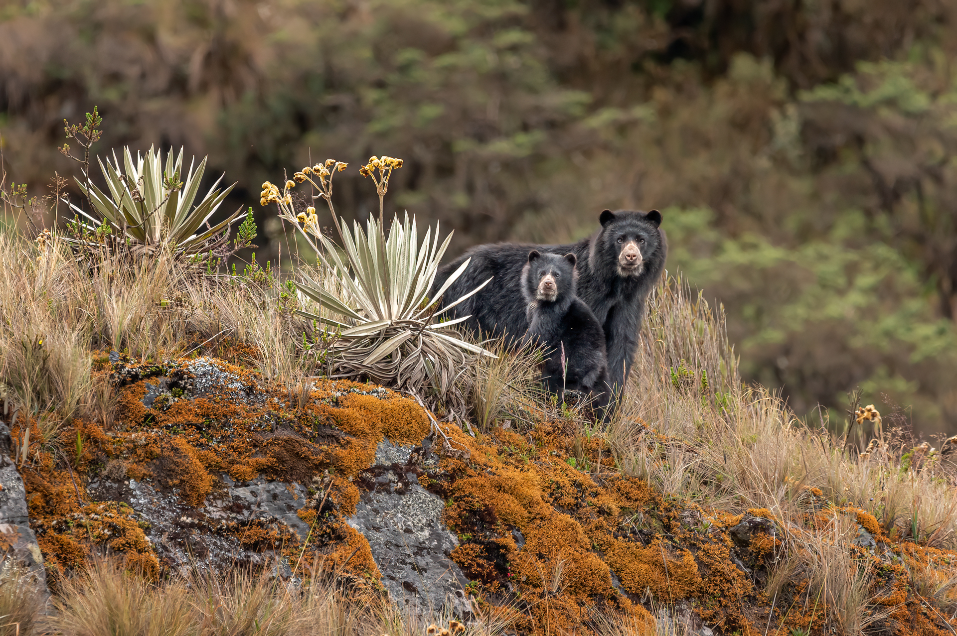 Los osos de anteojos son una especie emblemática y culturalmente significativa para Colombia.