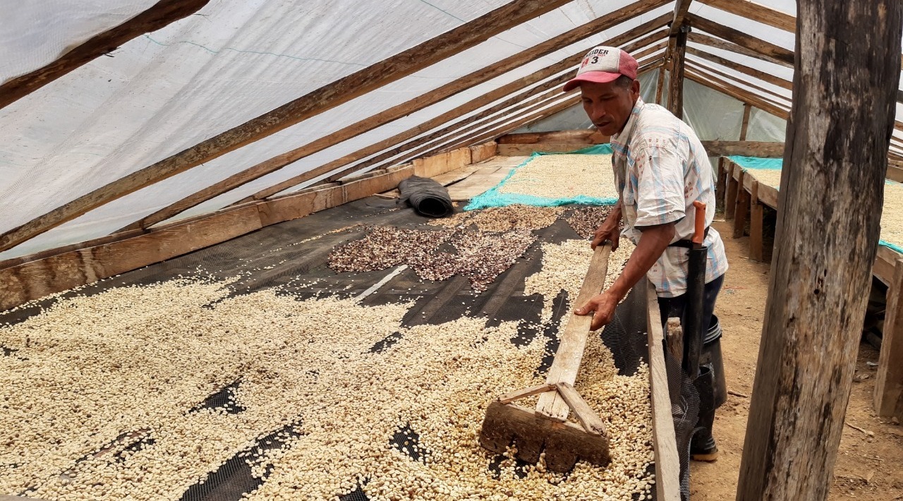 La Asociación de Cafeteros de Uribe, Meta, busca que al municipio lo dejen de asociar con cultivos de coca y lo reconozcan por la calidad de su café.