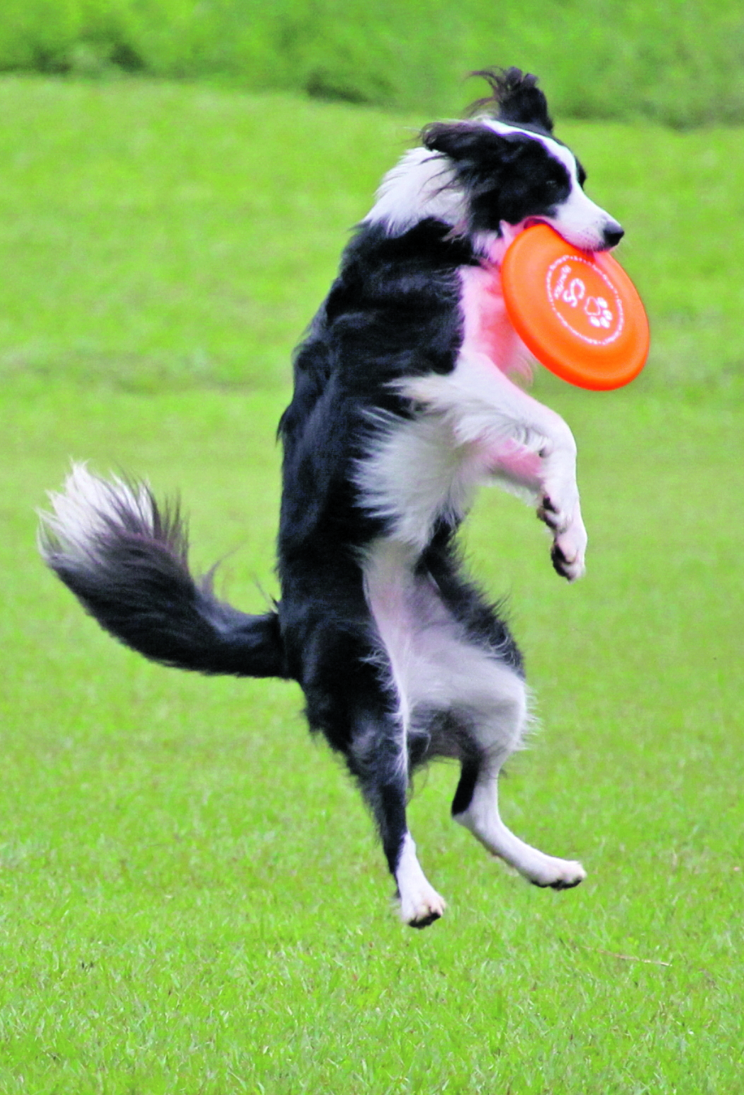 Qué es el disk dog? Un deporte para perros ágiles - Tu Centro Canino