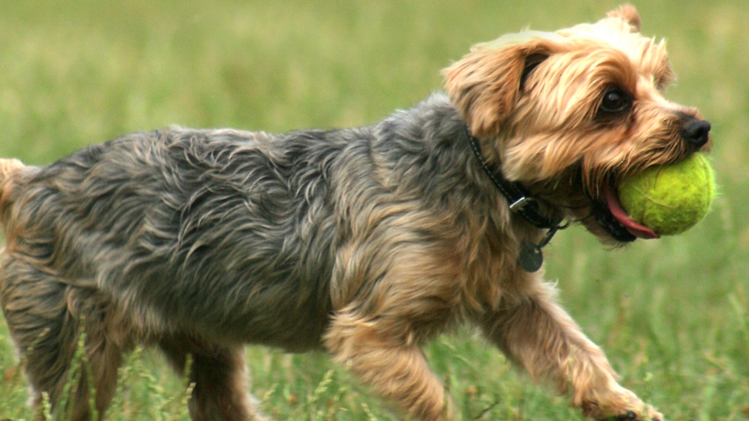 Una foto de un yorkshire terrier jugando con una pelota de tenis