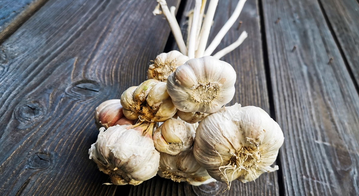Garlic bulbs are seen hanging on a barn in Chocznia, Poland on August 10, 2021.  (Photo by Beata Zawrzel/NurPhoto)