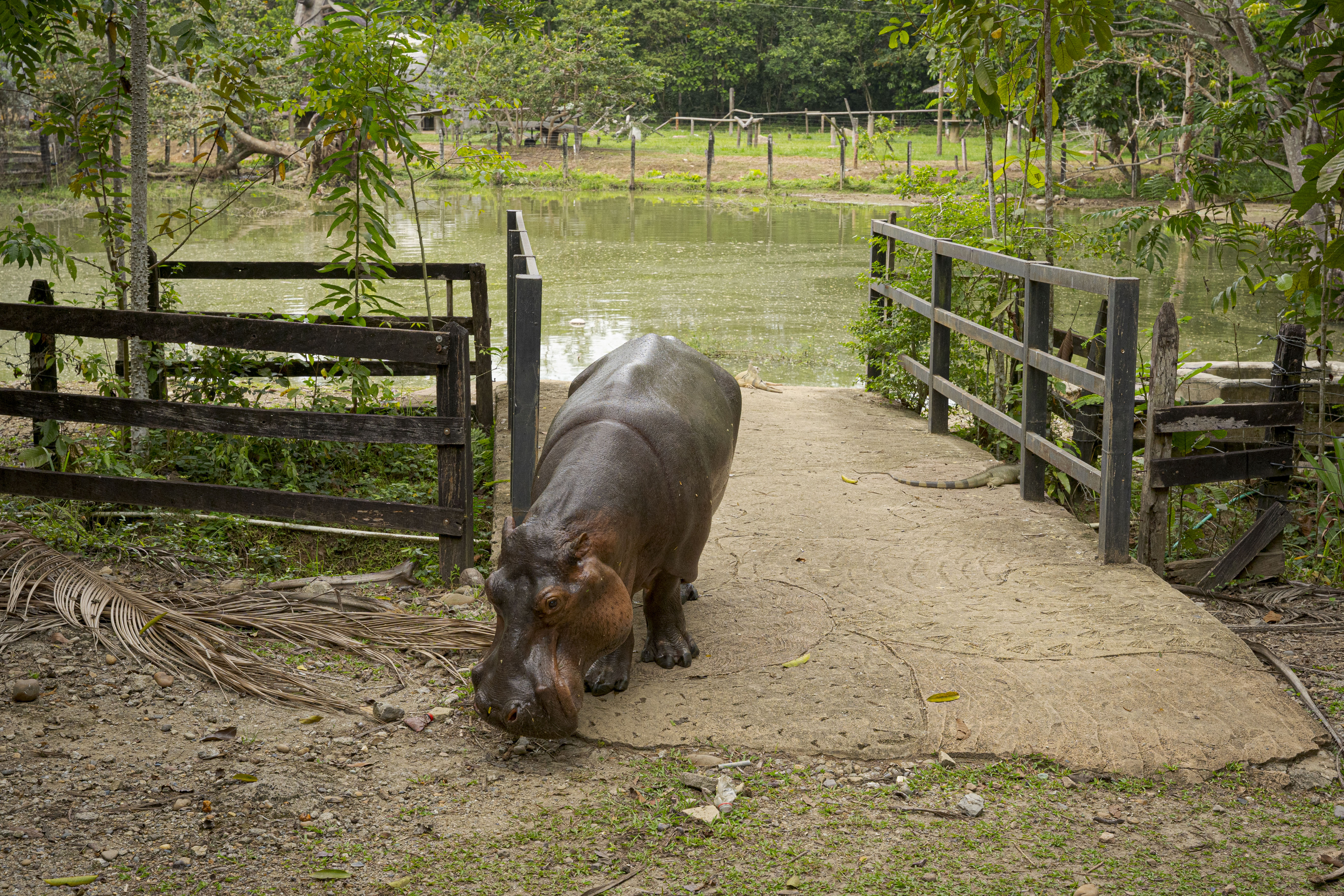 18 February 2021, Colombia, Puerto Triunfo: Hippo lady Vanessa comes out of her pond at the "Hacienda Nápoles". The hippos, which the drug lord Pablo Escobar once brought to Colombia, have multiplied so much that the country is looking for a solution for the animals. (to dpa "Where hippos are pets: Pablo Escobar's legacy in Colombia") Photo: Luis Bernardo Cano/dpa (Photo by Luis Bernardo Cano/picture alliance via Getty Images)