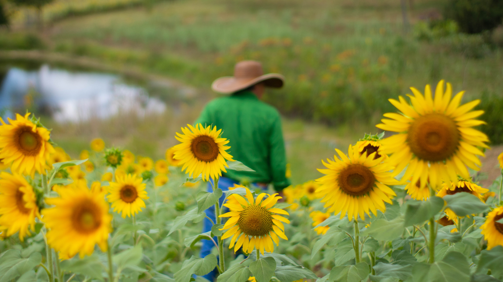 Campo de girasoles: el nuevo espectáculo turístico en Montes de María