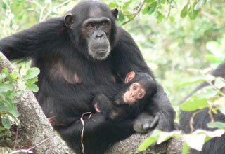 Los monos verdes africanos tienen un mecanismo que les protege del sida