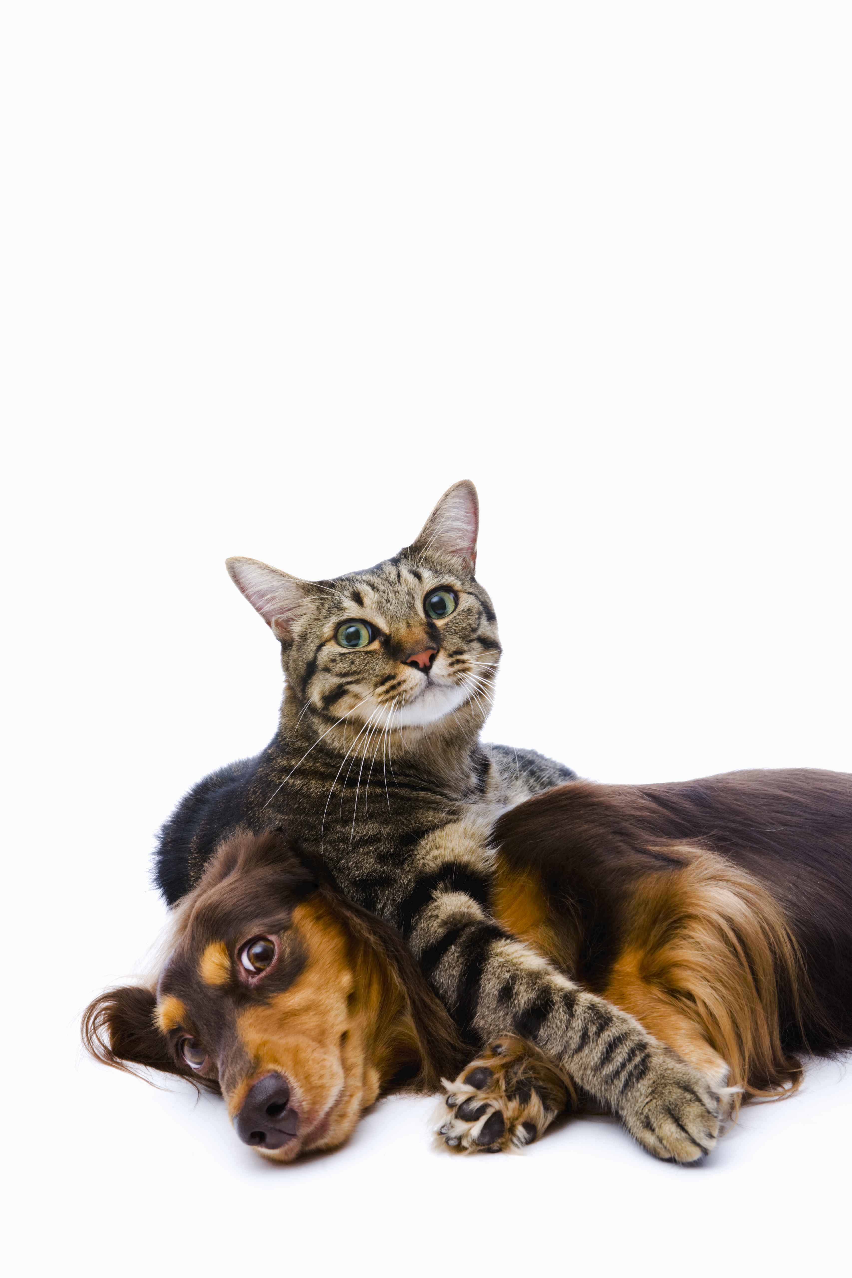 pueden los gatos contraer la tos de las perreras de los perros