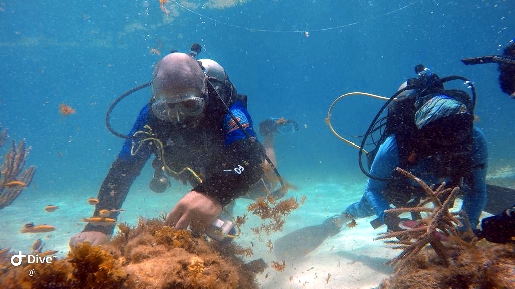 Un salvavidas para los arrecifes coralinos Semana