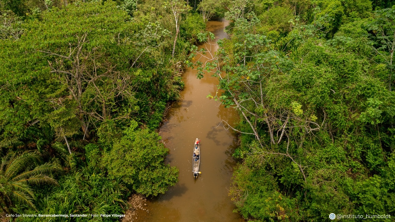 Caño San Silvestre. Barrancabermeja, Santander. Este es uno de los afluentes del río Sogamoso, un cordón umbilical que conecta las ciénagas de El Llanito con San Silvestre, en Barrancabermeja.
Este caño sale de la ciénaga San Silvestre.  
Este es uno de los sitios donde sobrevive la pesca artesanal de las comunidades locales, a pesar de que sus peces son cada vez más escasos y pequeños.