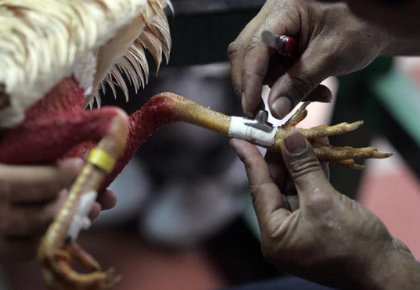 Espuelas De Gallos De Pelea Espuelas De Gallo | EBay