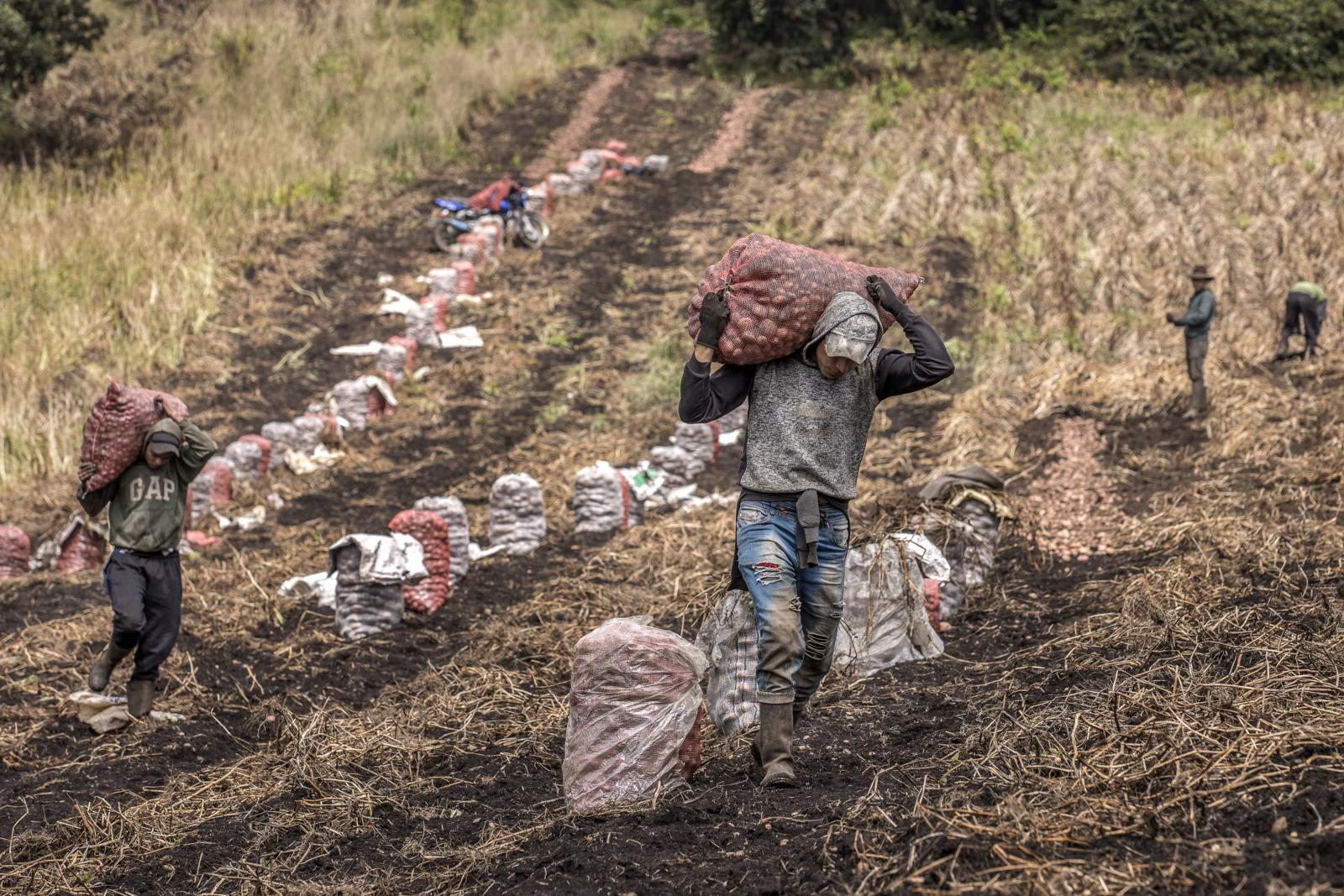 Silvia Restrepo, vicerrectora de Investigación y Creación de Uniandes, explica que de priorizar el uso exclusivo de internet en este proceso de diálogos se “estaría descartando mucha gente”.