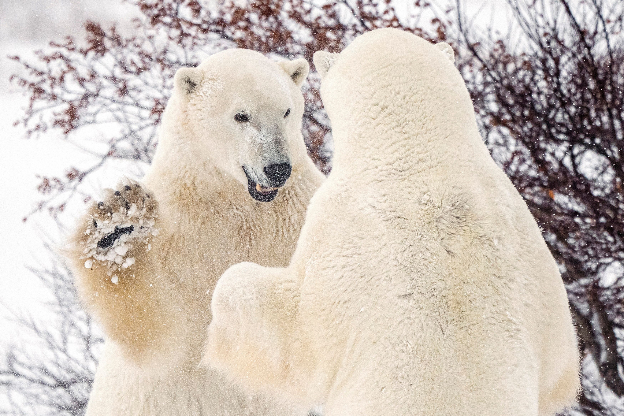 Los osos polares pelean cerca de la comunidad de Churchill en la Bahía de Hudson, Manitoba, Canadá, el 20 de noviembre de 2021. Fotografía tomada el 20 de noviembre de 2021. Foto REUTERS / Carlos Osorio