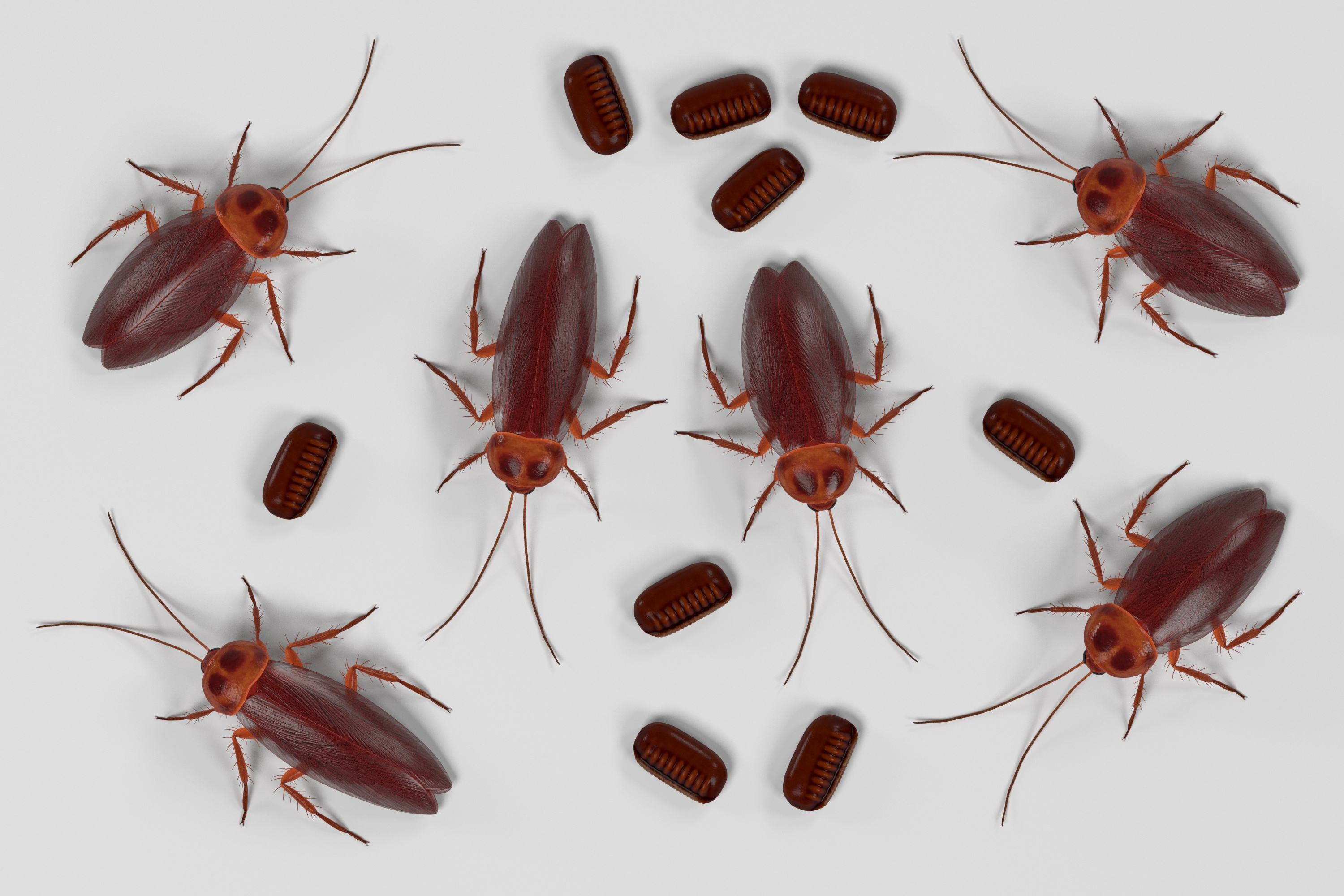 Los huevos de cucarachas son esenciales para la supervivencia de la especie.