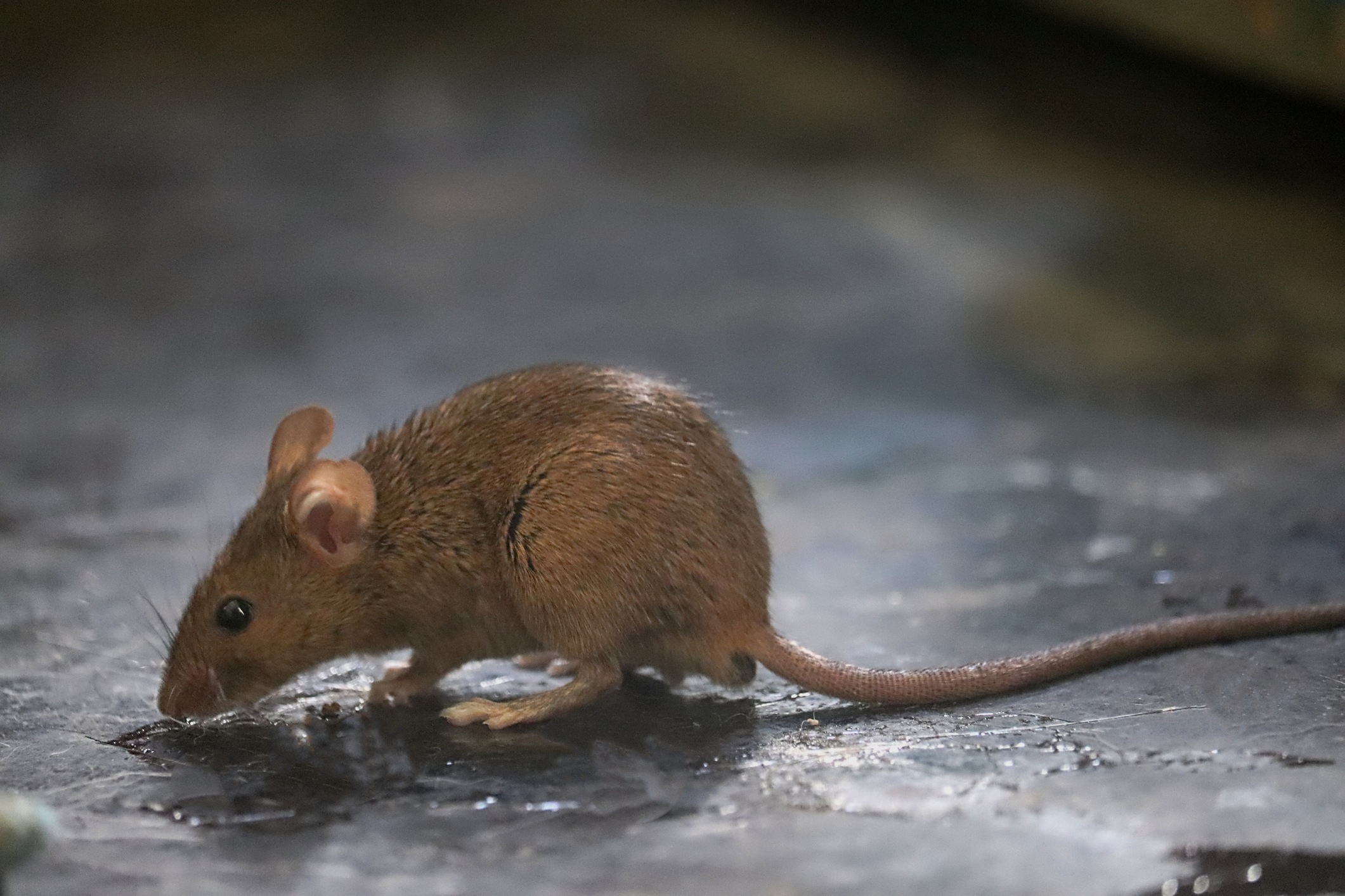 🥇El Mejor Ahuyentador de Ratas y Ratones【Tu Web Especializada ®】