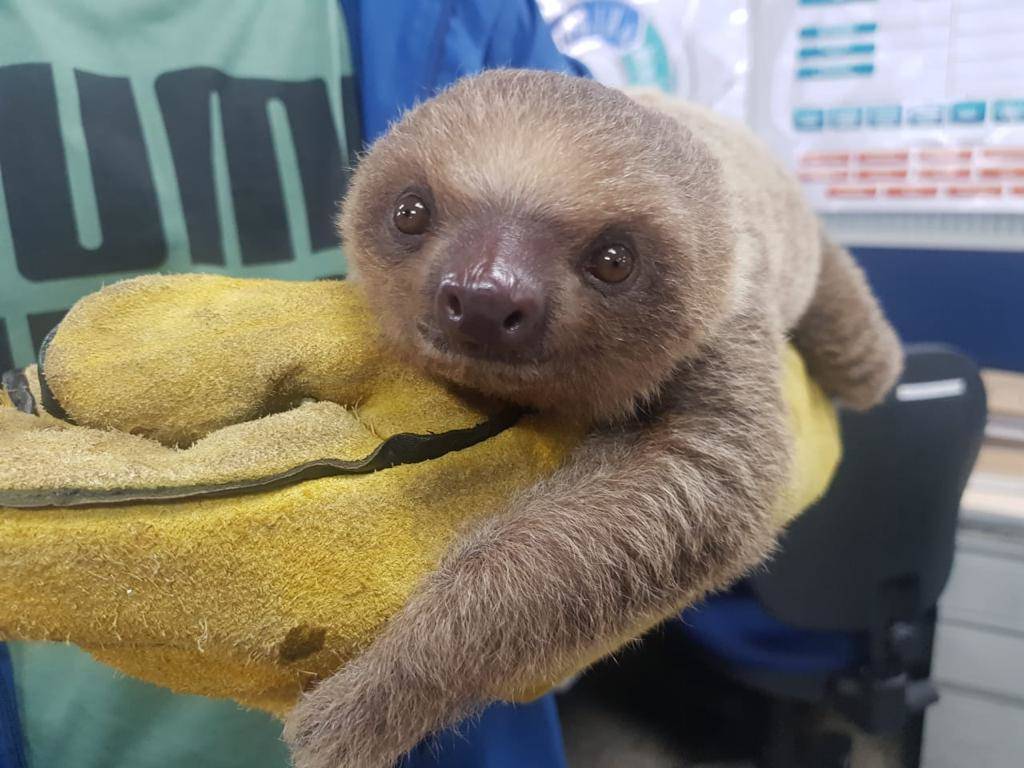 Habitantes De Cachipay Se Unen Para Proteger Al Oso Perezoso