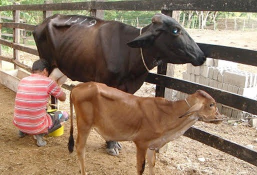 Gremio de ganaderos hará protesta al iniciar 2022, en defensa de los pequeños productores afectados por importación de leche en polvo.