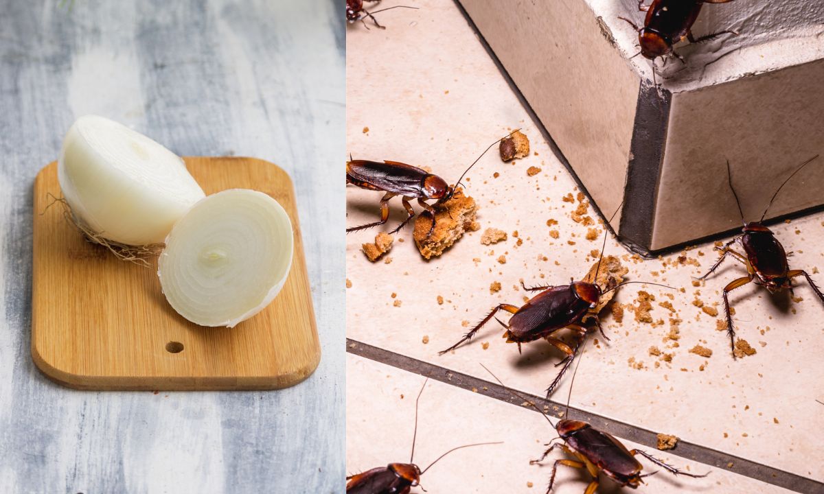 Cebolla para acabar con las cucarachas.